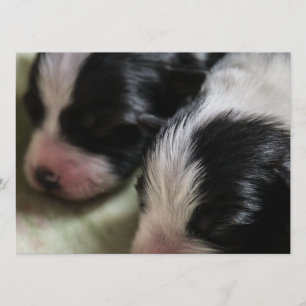 Border Collie Newborn Puppies Invitation