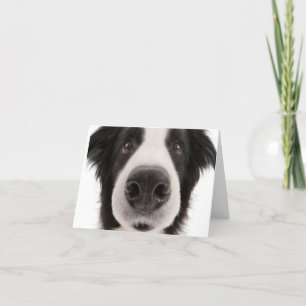 Border Collie Notecard