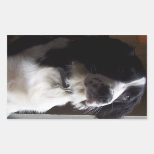 border collie p2 rectangular sticker