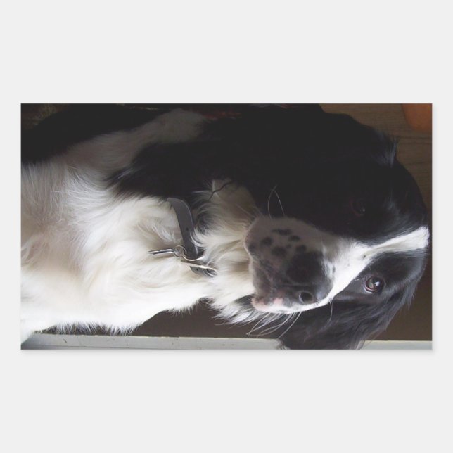 border collie p2 rectangular sticker (Front)