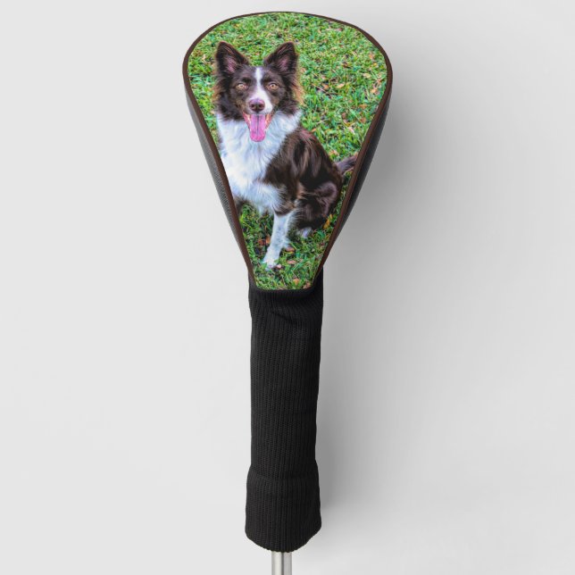 border collie p3 golf head cover (Front)