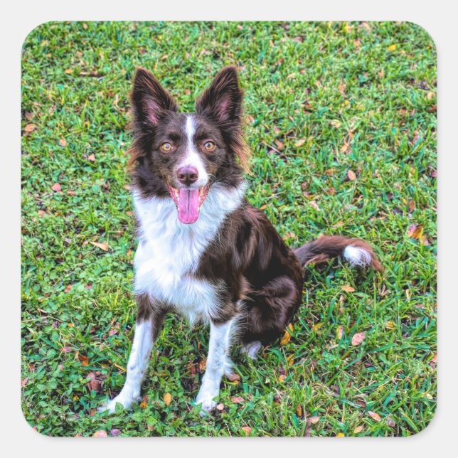 border collie p3 square sticker (Front)