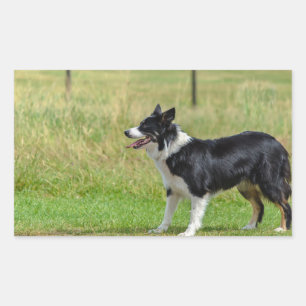 border collie p7 rectangular sticker