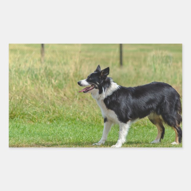 border collie p7 rectangular sticker (Front)