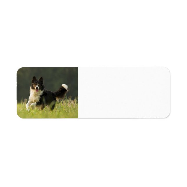 border collie p9 return address label (Front)