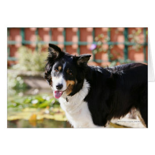 Border Collie Panting 1