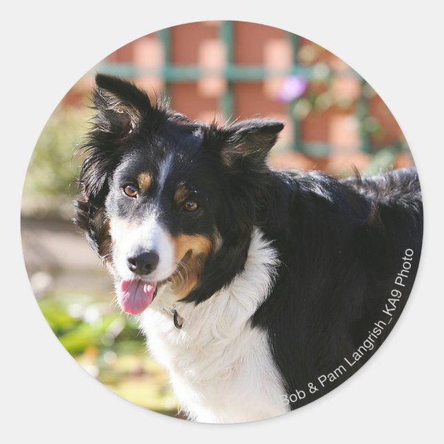 Border Collie Panting 1 Classic Round Sticker (Front)