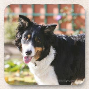 Border Collie Panting 1 Coaster