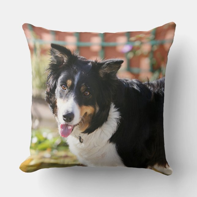 Border Collie Panting 1 Cushion (Front)