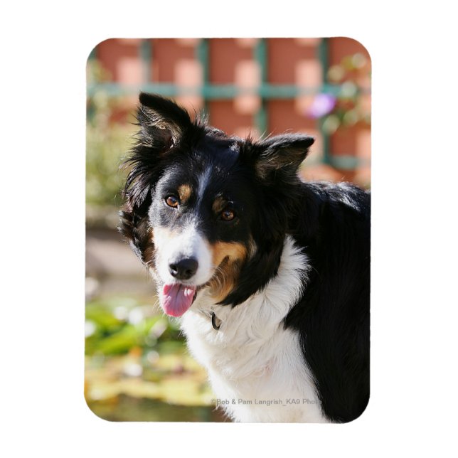 Border Collie Panting 1 Magnet (Vertical)