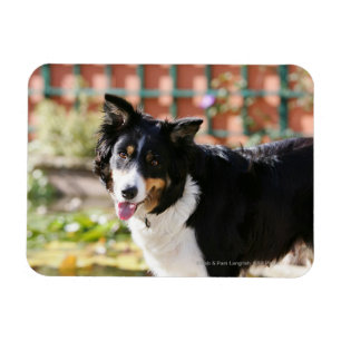 Border Collie Panting 1 Magnet
