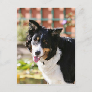 Border Collie Panting 1 Postcard