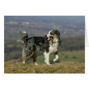 Border Collie Panting 2