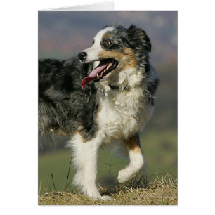 Border Collie Panting 2