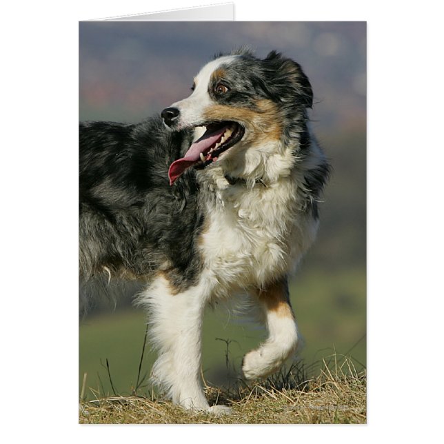Border Collie Panting 2 (Front)