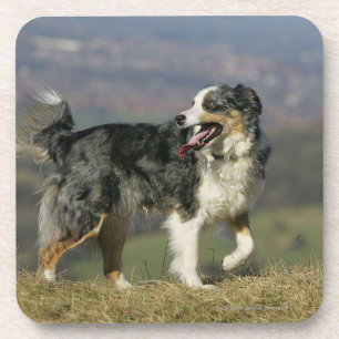 Border Collie Panting 2 Coaster