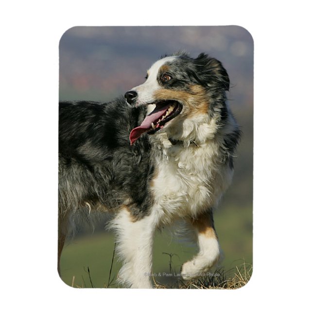 Border Collie Panting 2 Magnet (Vertical)