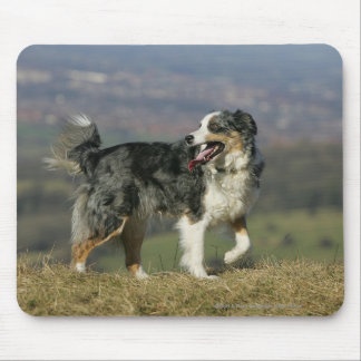 Border Collie Panting 2 Mouse Pad