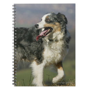 Border Collie Panting 2 Notebook