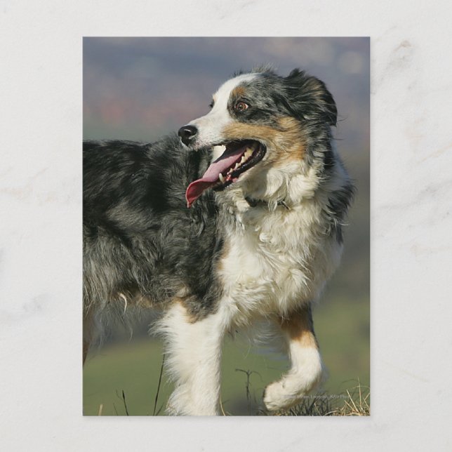 Border Collie Panting 2 Postcard (Front)