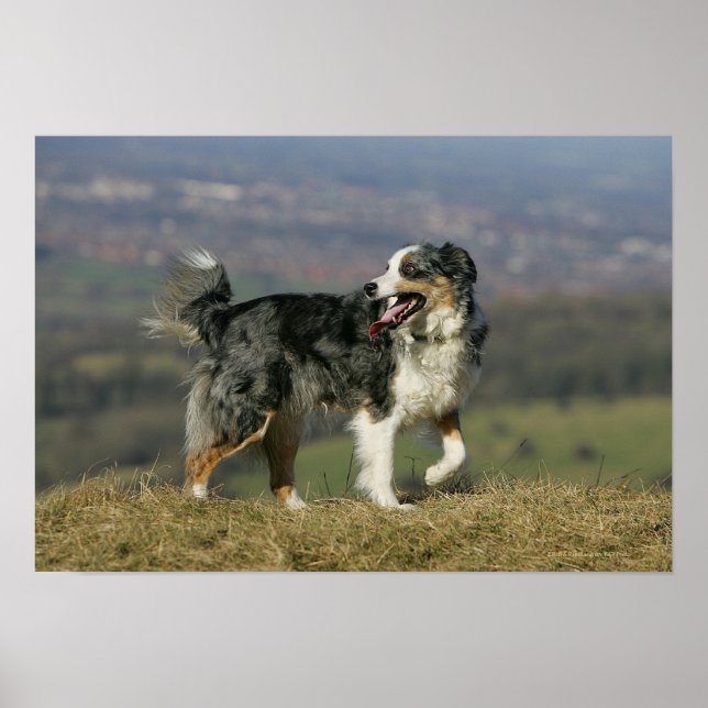 Border Collie Panting 2 Poster (Front)