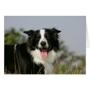 Border Collie Panting Headshot 1