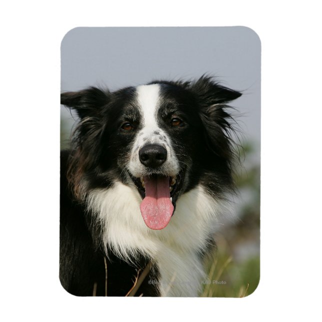 Border Collie Panting Headshot 1 Magnet (Vertical)