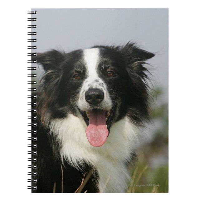 Border Collie Panting Headshot 1 Notebook (Front)