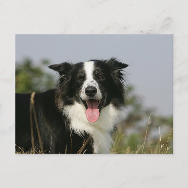 Border Collie Panting Headshot 1 Postcard (Front)