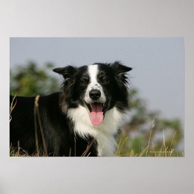 Border Collie Panting Headshot 1 Poster (Front)