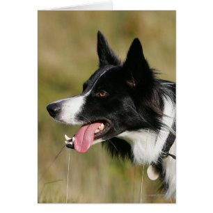 Border Collie Panting Headshot 2