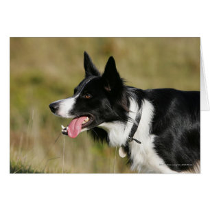 Border Collie Panting Headshot 2