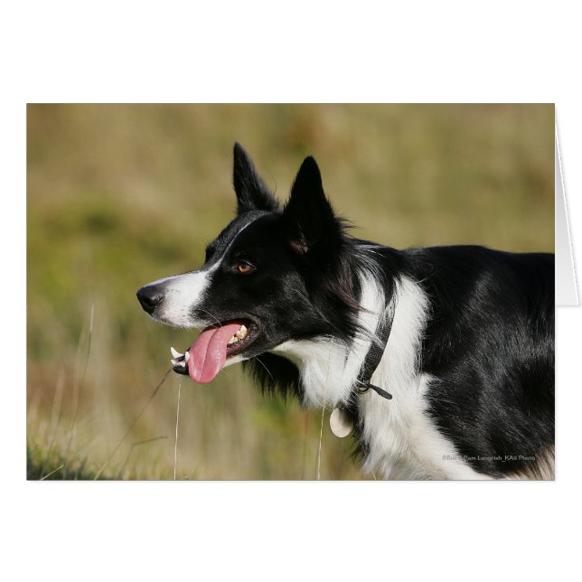 Border Collie Panting Headshot 2 (Front Horizontal)