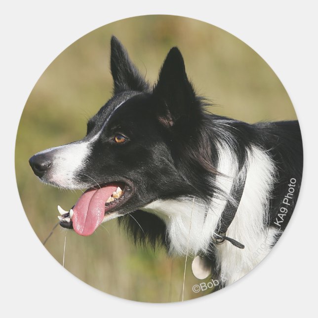 Border Collie Panting Headshot 2 Classic Round Sticker (Front)