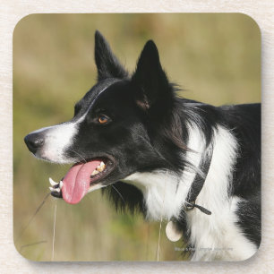 Border Collie Panting Headshot 2 Coaster