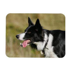 Border Collie Panting Headshot 2 Magnet