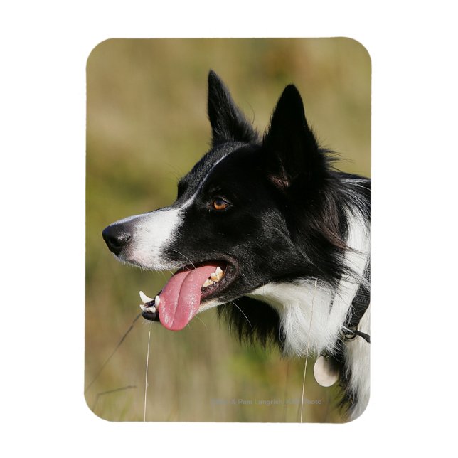 Border Collie Panting Headshot 2 Magnet (Vertical)