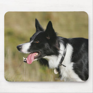 Border Collie Panting Headshot 2 Mouse Pad