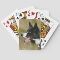 Border Collie Panting Headshot 2