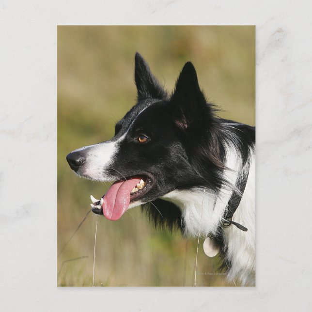 Border Collie Panting Headshot 2 Postcard (Front)