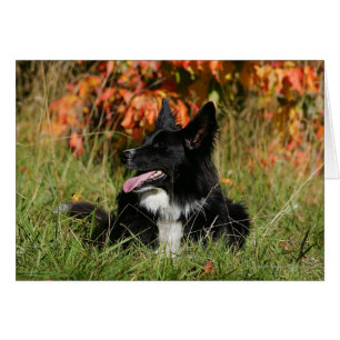 Border Collie Panting Laying Down