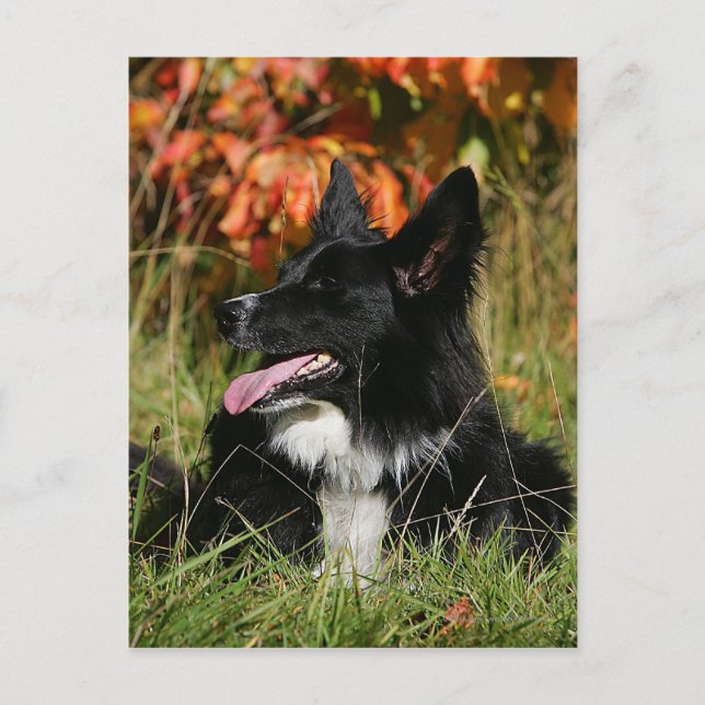 Border Collie Panting Laying Down Postcard (Front)