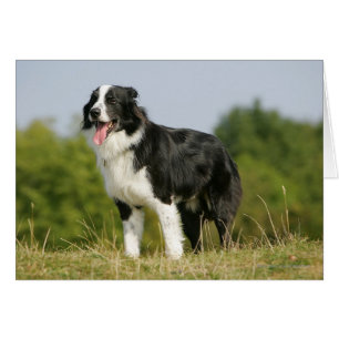 Border Collie Panting Standing
