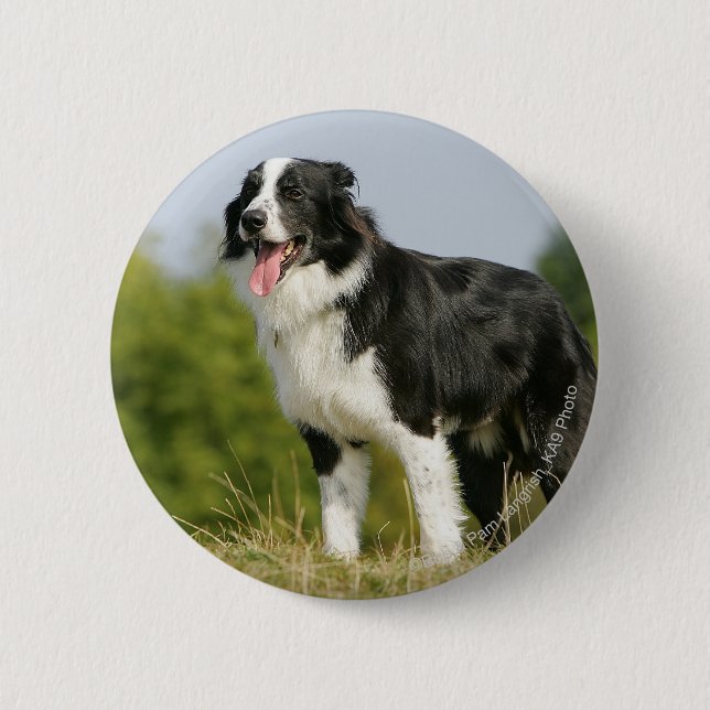 Border Collie Panting Standing 6 Cm Round Badge (Front)