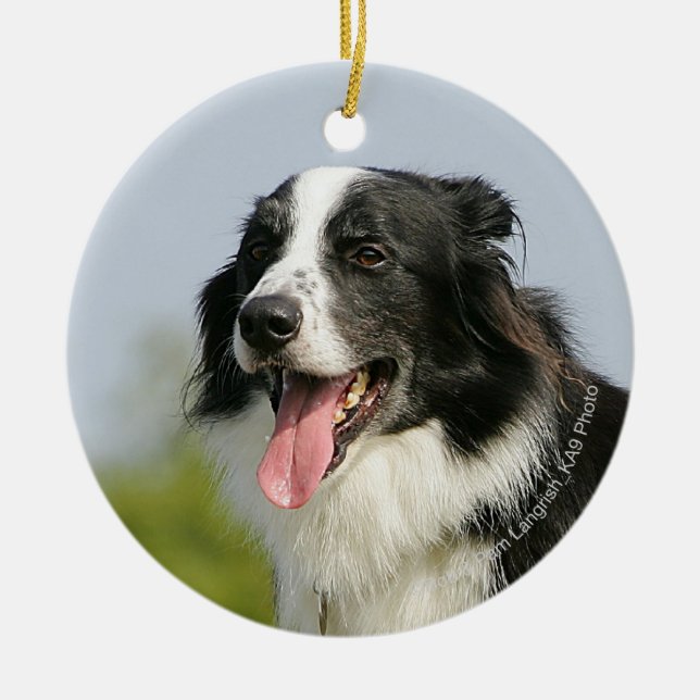 Border Collie Panting Standing Ceramic Tree Decoration (Front)