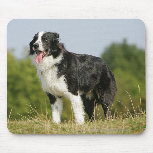 Border Collie Panting Standing Mouse Pad (Front)