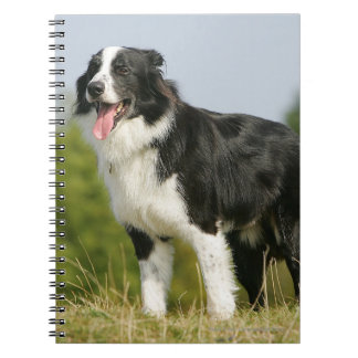 Border Collie Panting Standing Notebook