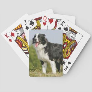 Border Collie Panting Standing Playing Cards