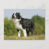 Border Collie Panting Standing