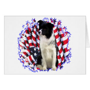 Border Collie Patriot